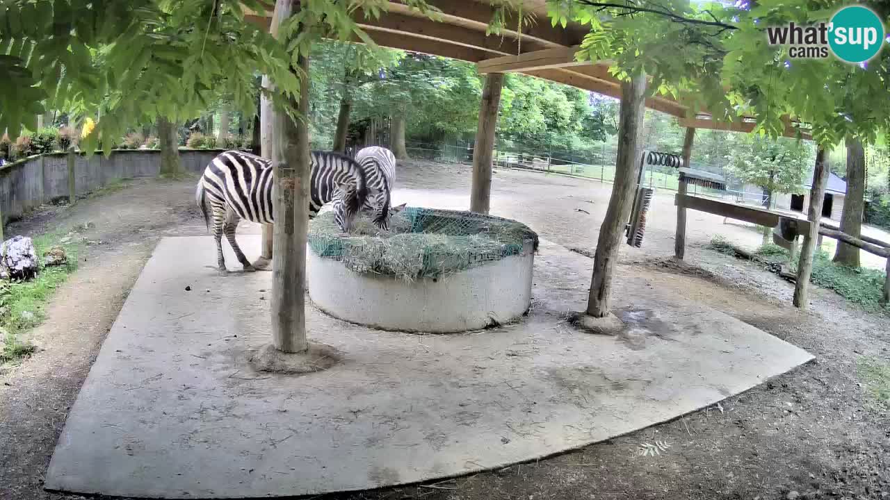 Live webcam Zebras in Ljubljana ZOO – Slovenia