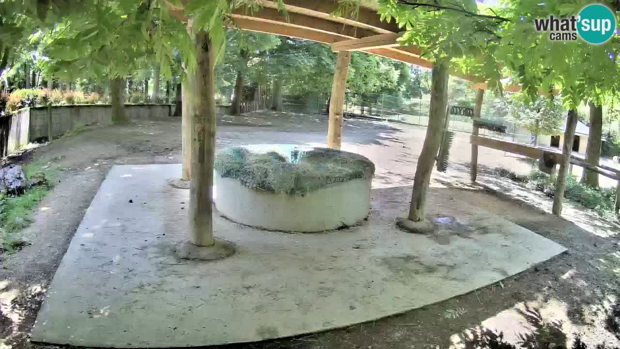 Le Zebre nello ZOO di Ljubljana – Slovenia Live webcam