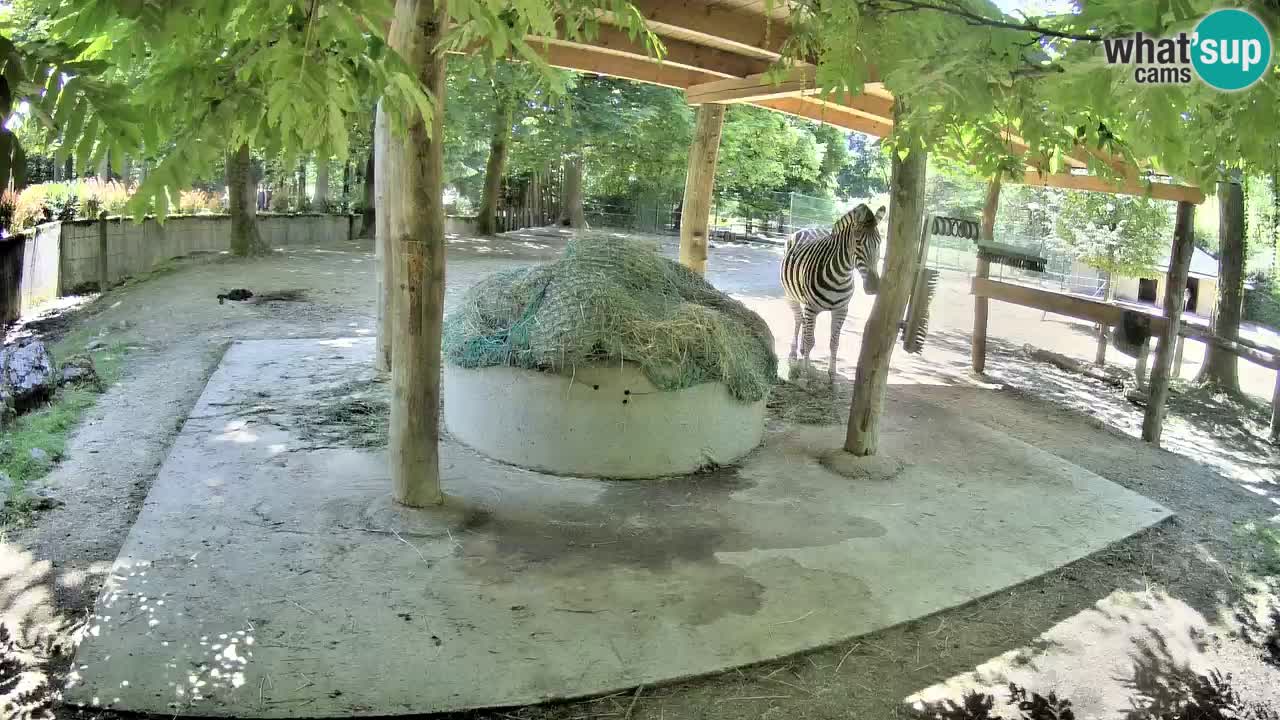 Le Zebre nello ZOO di Ljubljana – Slovenia Live webcam