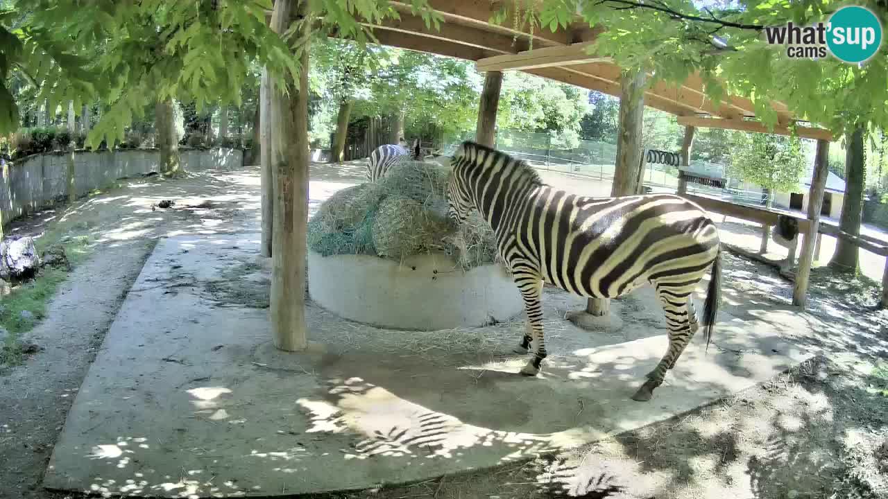 Camera en vivo Cebras in Ljubljana ZOO – Eslovenia