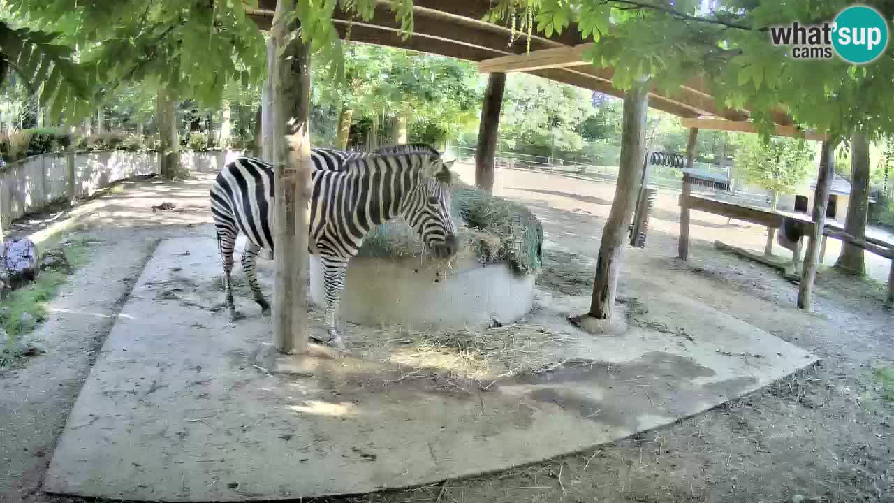 Live webcam Les zèbres in Ljubljana ZOO – Slovénie
