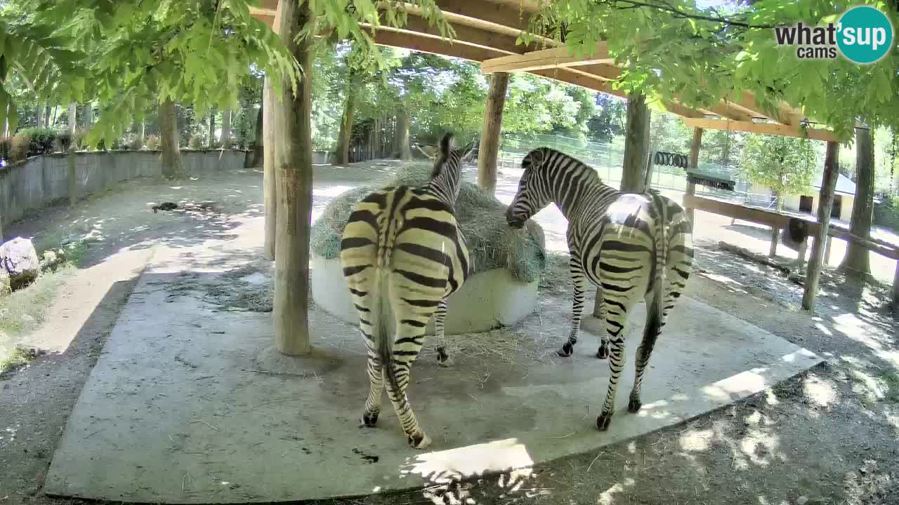 Live webcam Les zèbres in Ljubljana ZOO – Slovénie