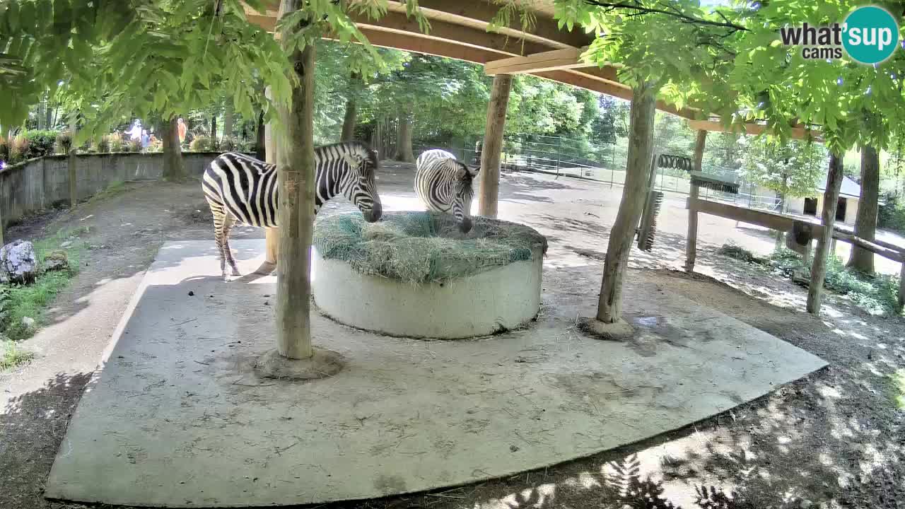 Live Webcam Zebras in Ljubljana ZOO – Slowenien