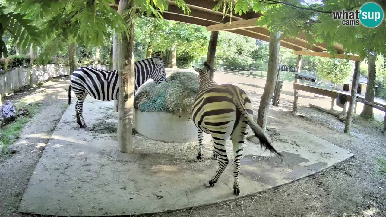 Le Zebre nello ZOO di Ljubljana – Slovenia Live webcam