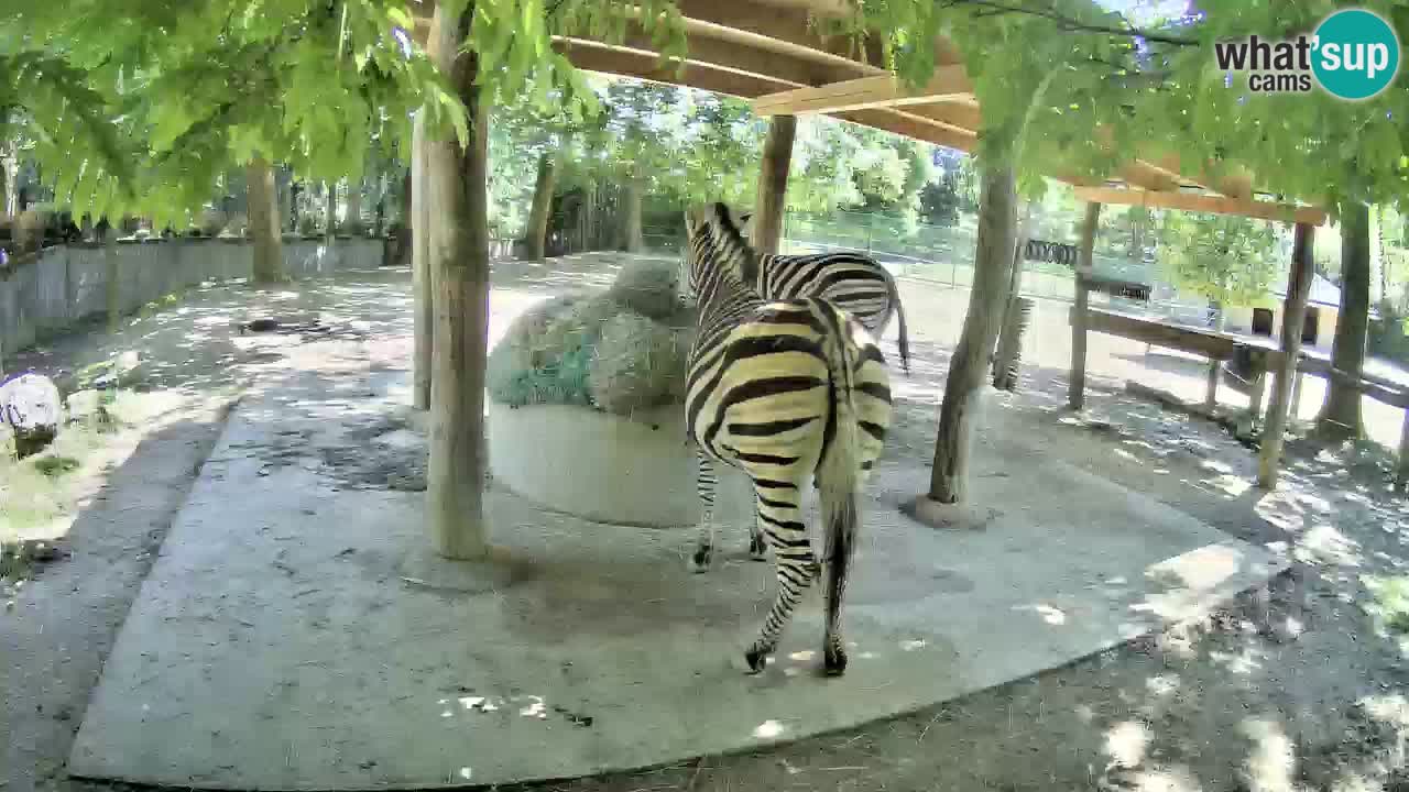 Live Webcam Zebras in Ljubljana ZOO – Slowenien