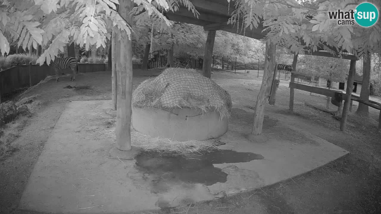 Web kamera uživo Zebras u ZOO Ljubljana – Slovenija