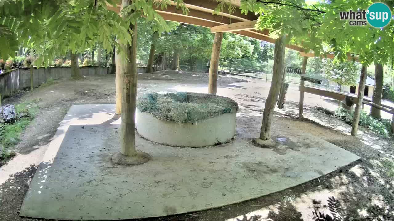 Camera en vivo Cebras in Ljubljana ZOO – Eslovenia