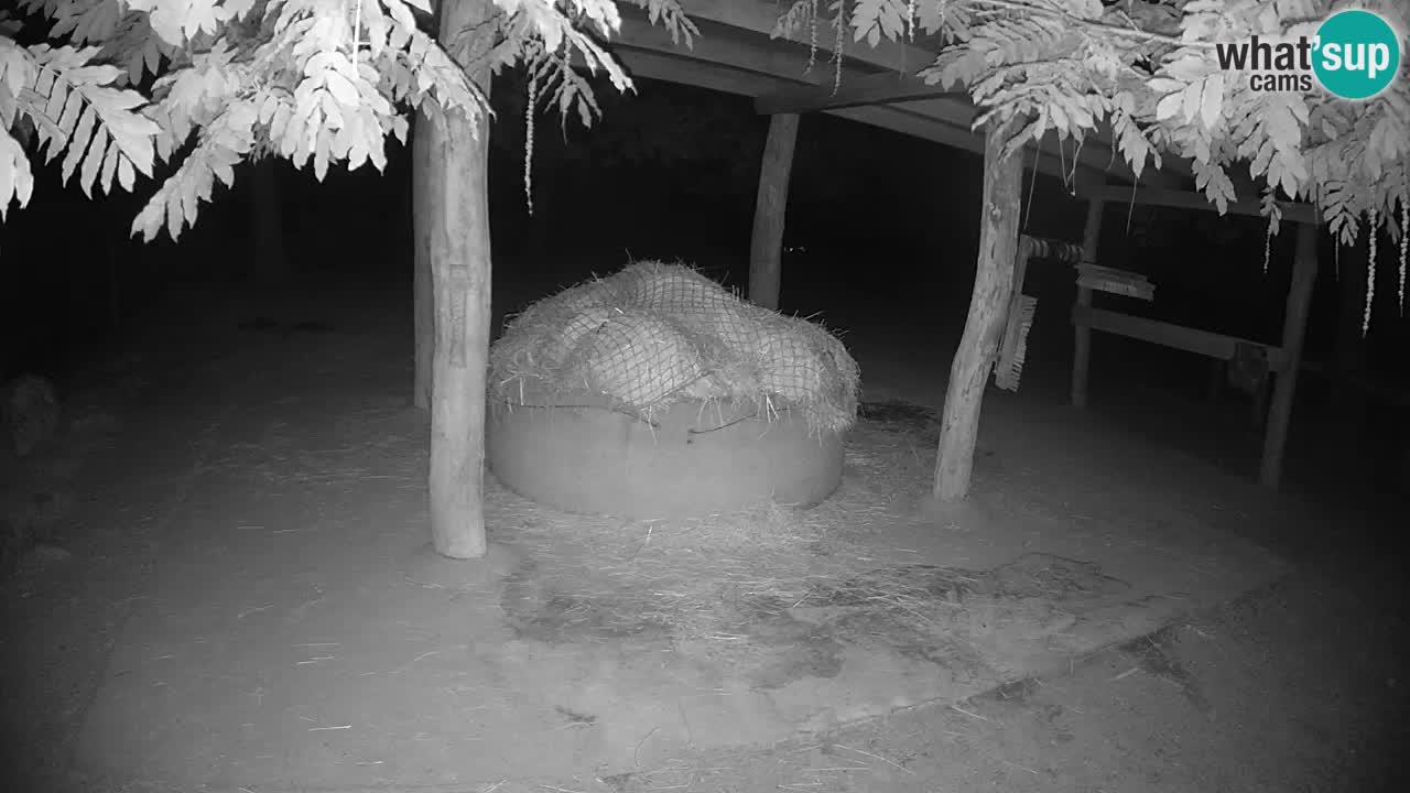 Live webcam Les zèbres in Ljubljana ZOO – Slovénie