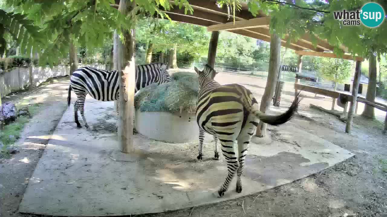 Camera en vivo Cebras in Ljubljana ZOO – Eslovenia