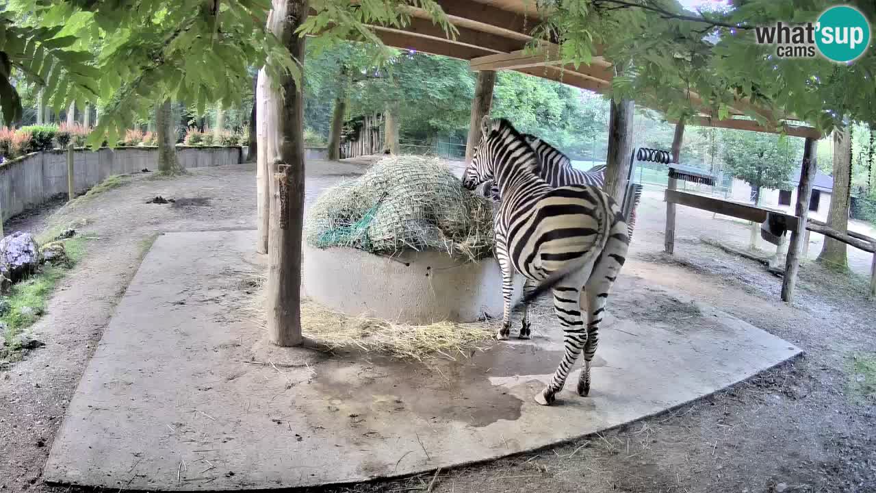 Live webcam Zebras in Ljubljana ZOO – Slovenia