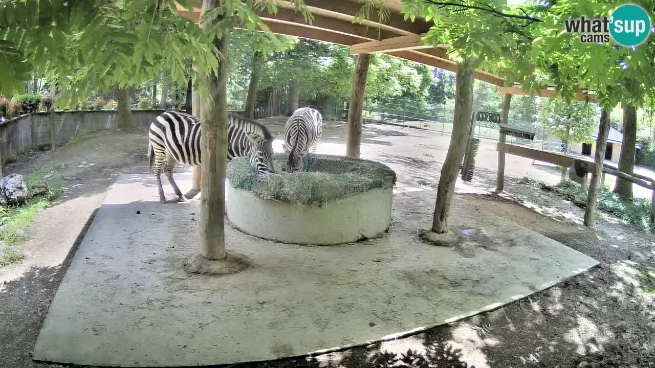 Camera en vivo Cebras in Ljubljana ZOO – Eslovenia
