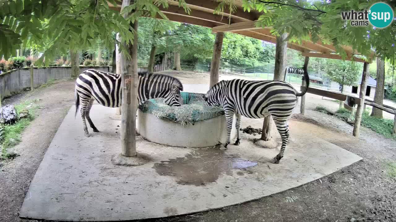 Live webcam Les zèbres in Ljubljana ZOO – Slovénie