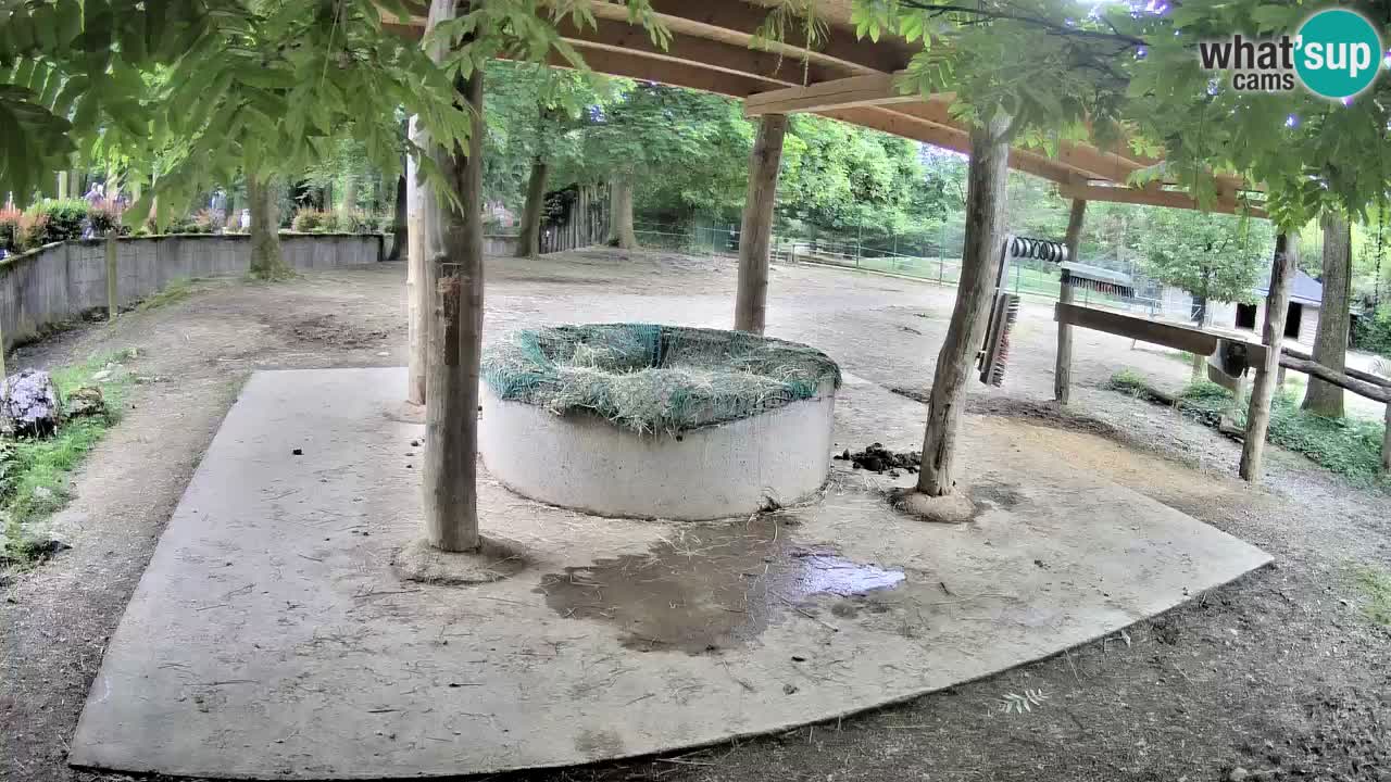 Camera en vivo Cebras in Ljubljana ZOO – Eslovenia