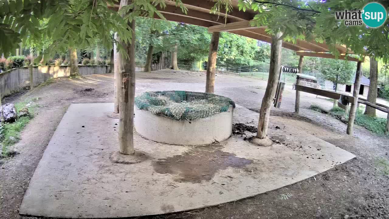 Camera en vivo Cebras in Ljubljana ZOO – Eslovenia