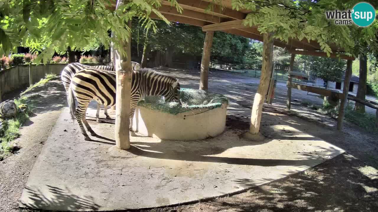 Zebre v živo v živalskem vrtu Ljubljana ZOO spletne kamere