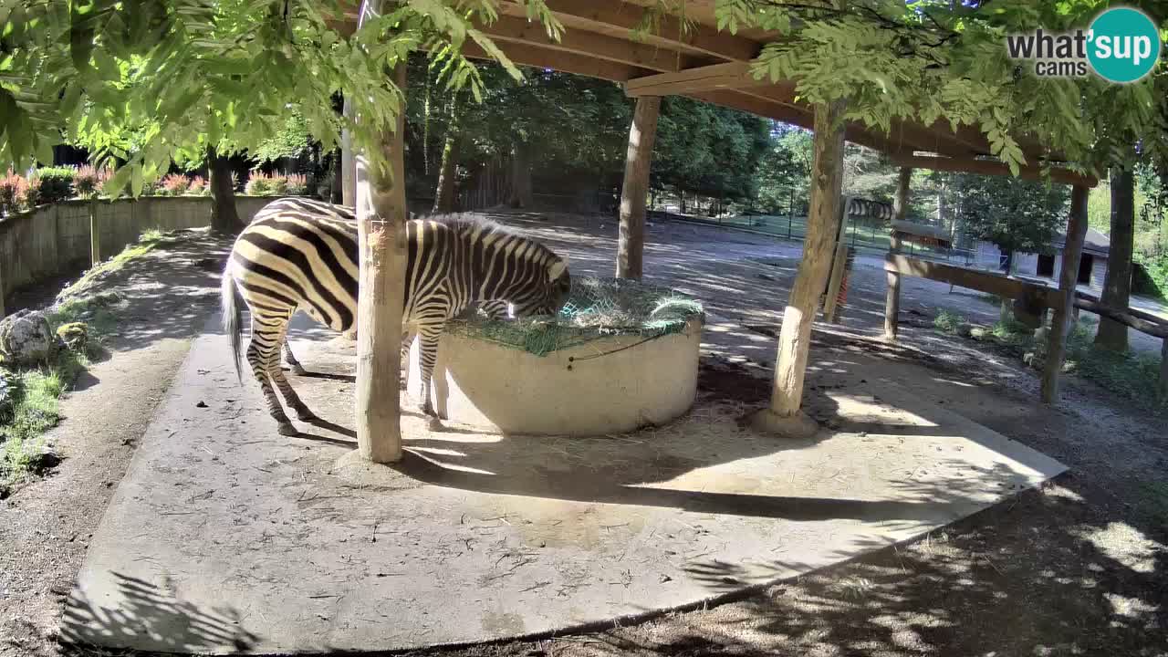 Le Zebre nello ZOO di Ljubljana – Slovenia Live webcam