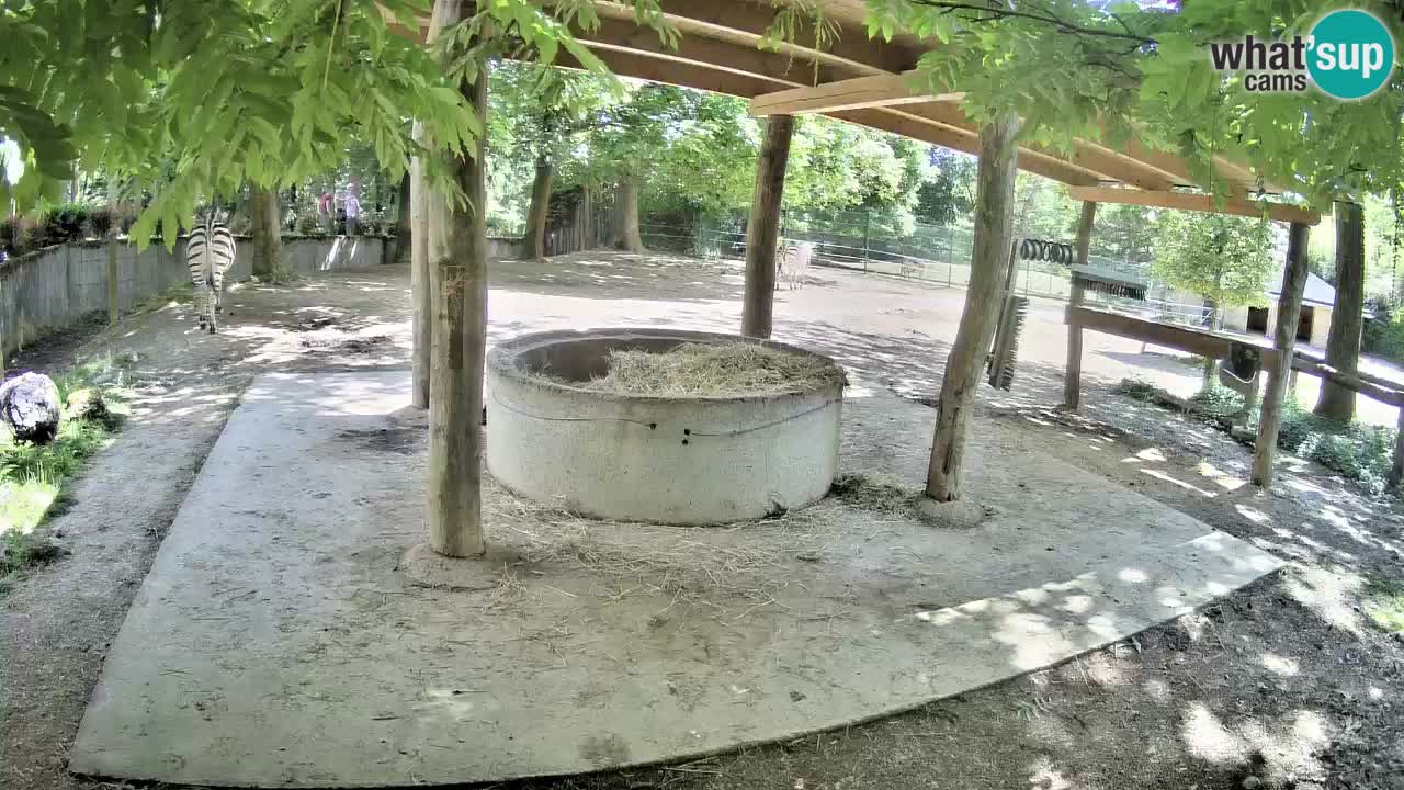 Zebre v živo v živalskem vrtu Ljubljana ZOO spletne kamere
