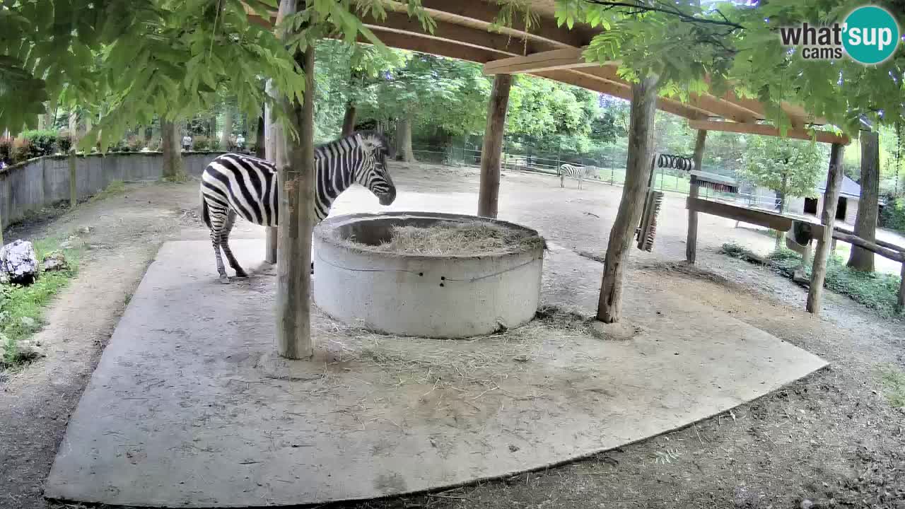 Camera en vivo Cebras in Ljubljana ZOO – Eslovenia