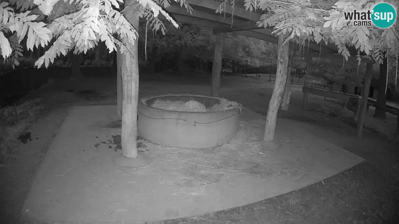 Camera en vivo Cebras in Ljubljana ZOO – Eslovenia
