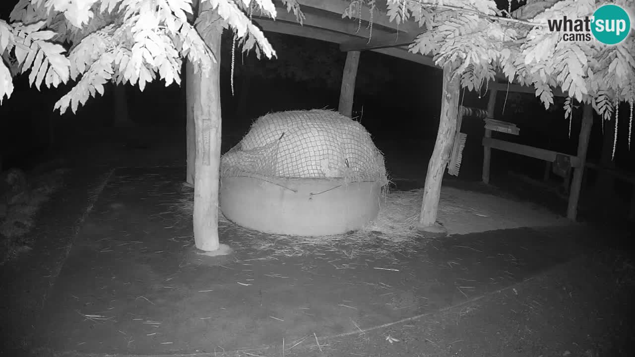 Live Webcam Zebras in Ljubljana ZOO – Slowenien