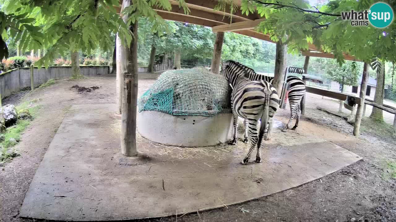 Web kamera uživo Zebras u ZOO Ljubljana – Slovenija
