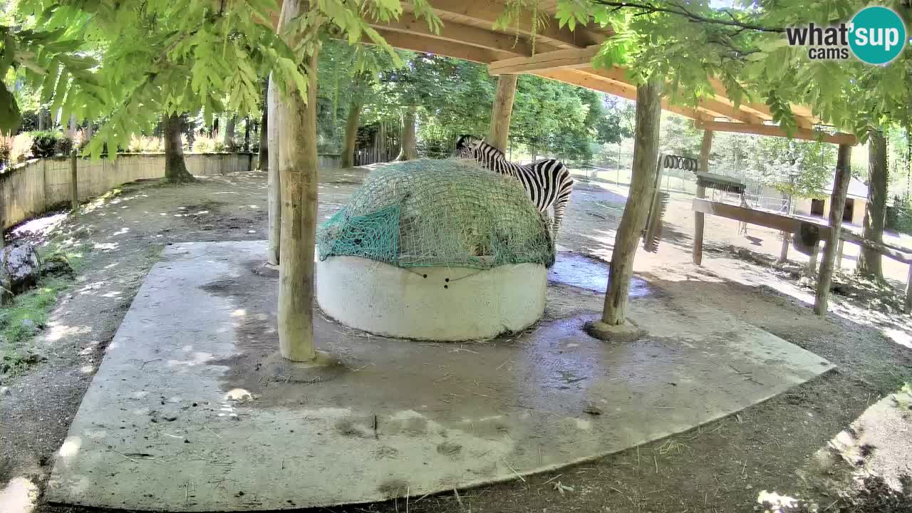 Web kamera uživo Zebras u ZOO Ljubljana – Slovenija