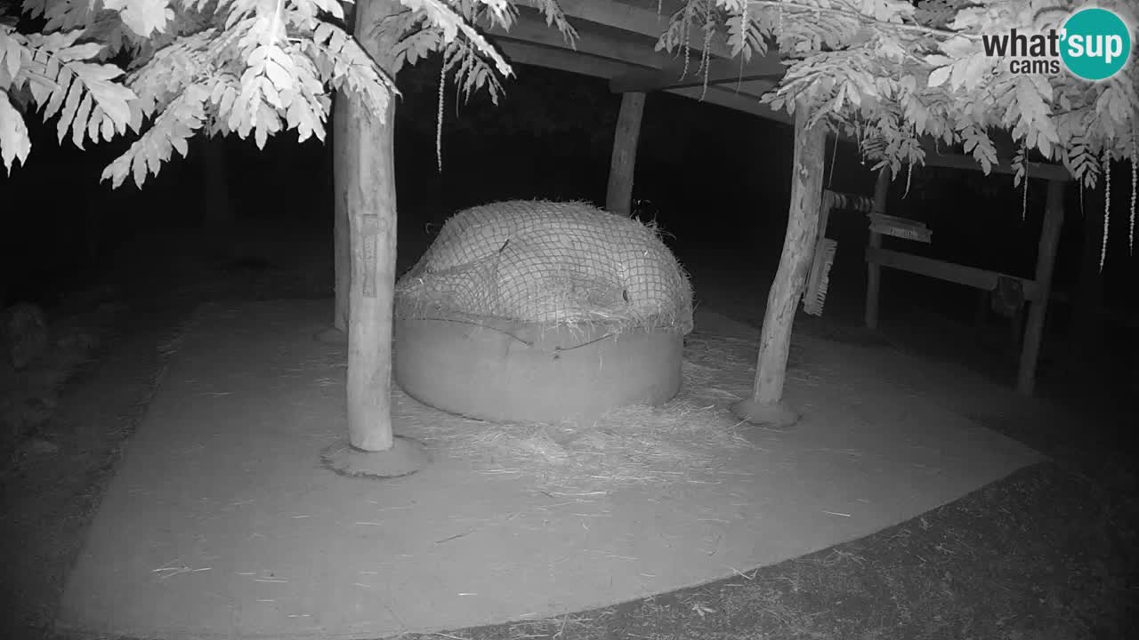 Camera en vivo Cebras in Ljubljana ZOO – Eslovenia