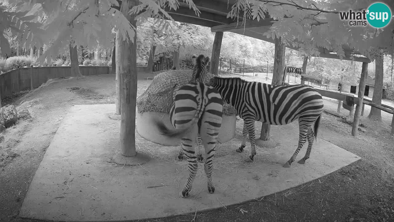 Live webcam Zebras in Ljubljana ZOO – Slovenia