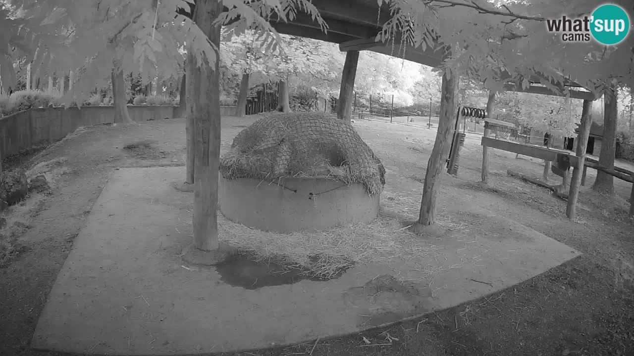 Live Webcam Zebras in Ljubljana ZOO – Slowenien