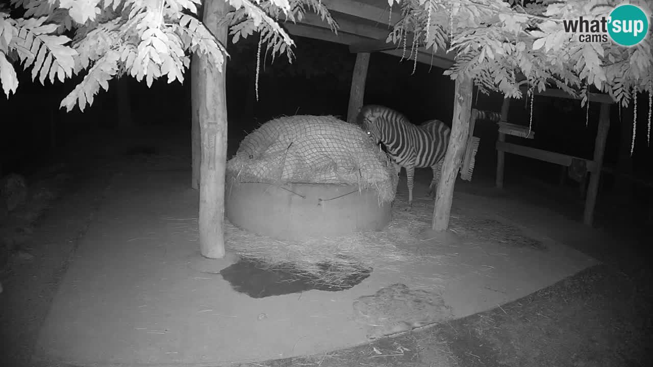 Camera en vivo Cebras in Ljubljana ZOO – Eslovenia
