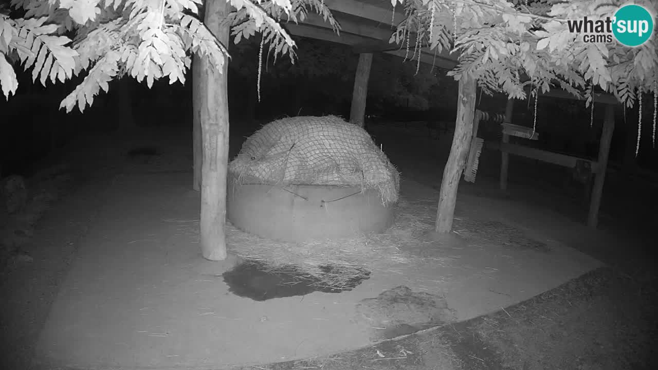 Live Webcam Zebras in Ljubljana ZOO – Slowenien
