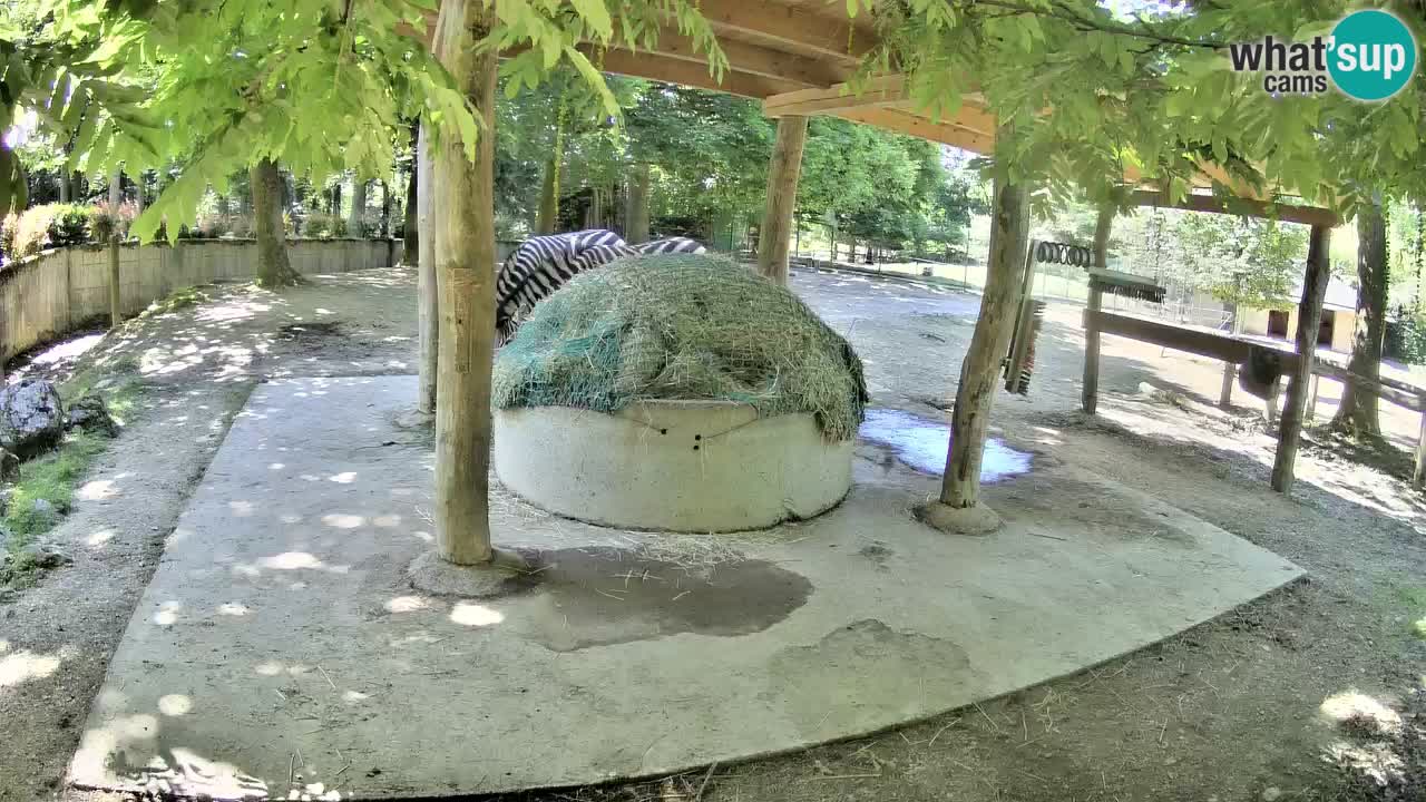 Live webcam Zebras in Ljubljana ZOO – Slovenia