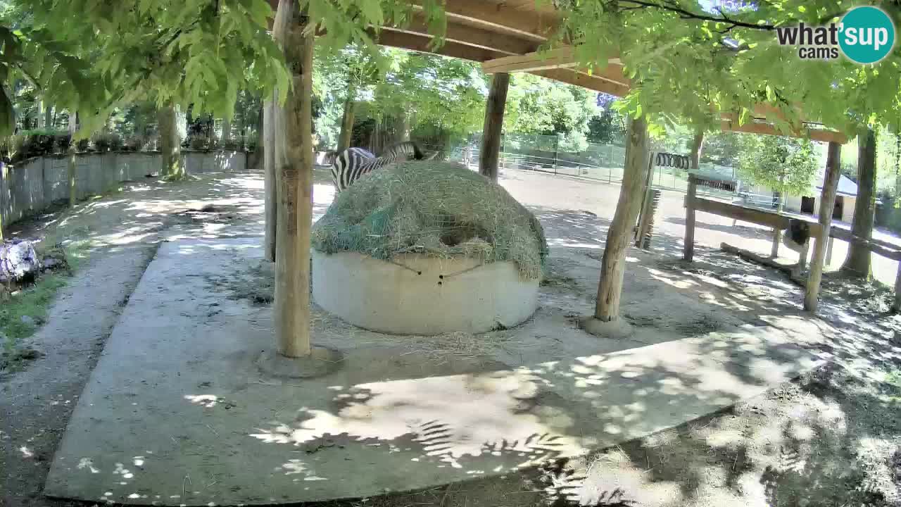 Web kamera uživo Zebras u ZOO Ljubljana – Slovenija