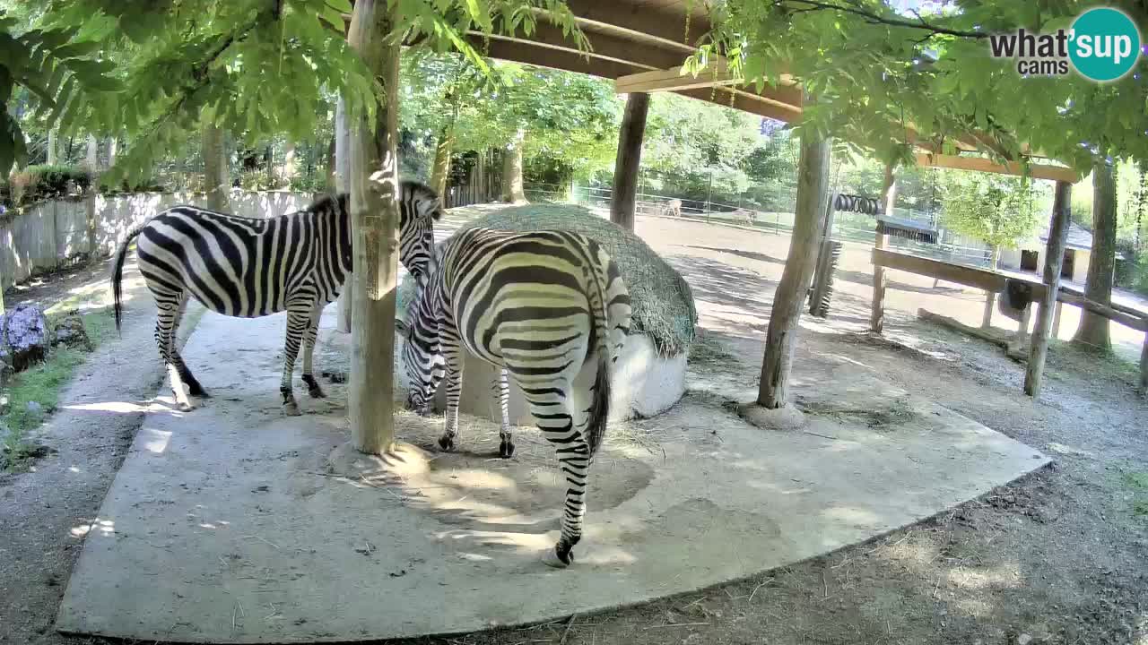 Live webcam Les zèbres in Ljubljana ZOO – Slovénie