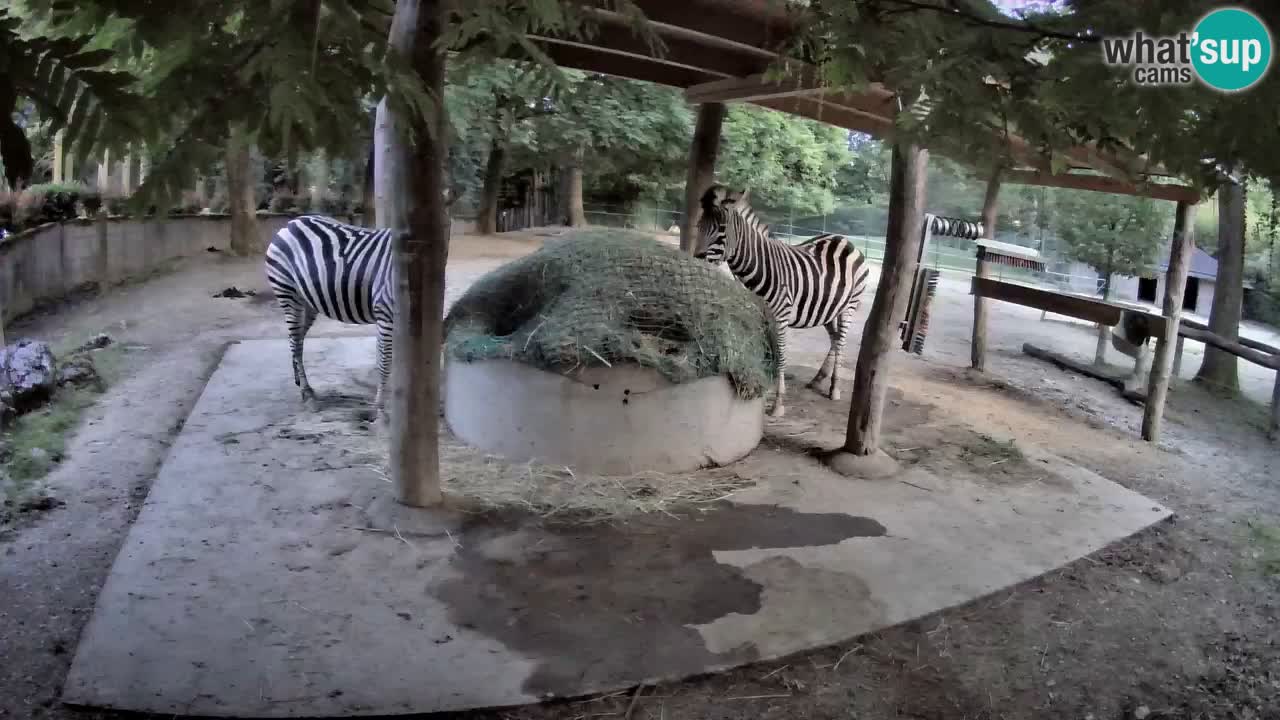 Live webcam Zebras in Ljubljana ZOO – Slovenia