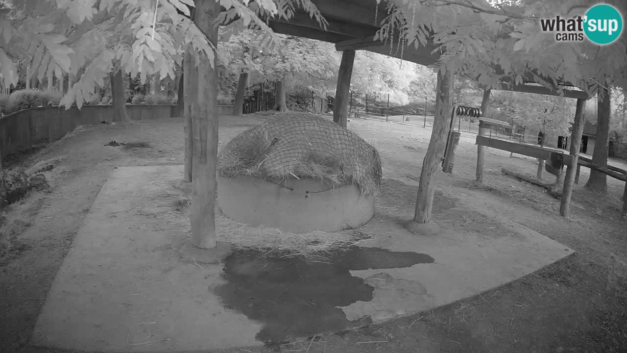 Live webcam Les zèbres in Ljubljana ZOO – Slovénie