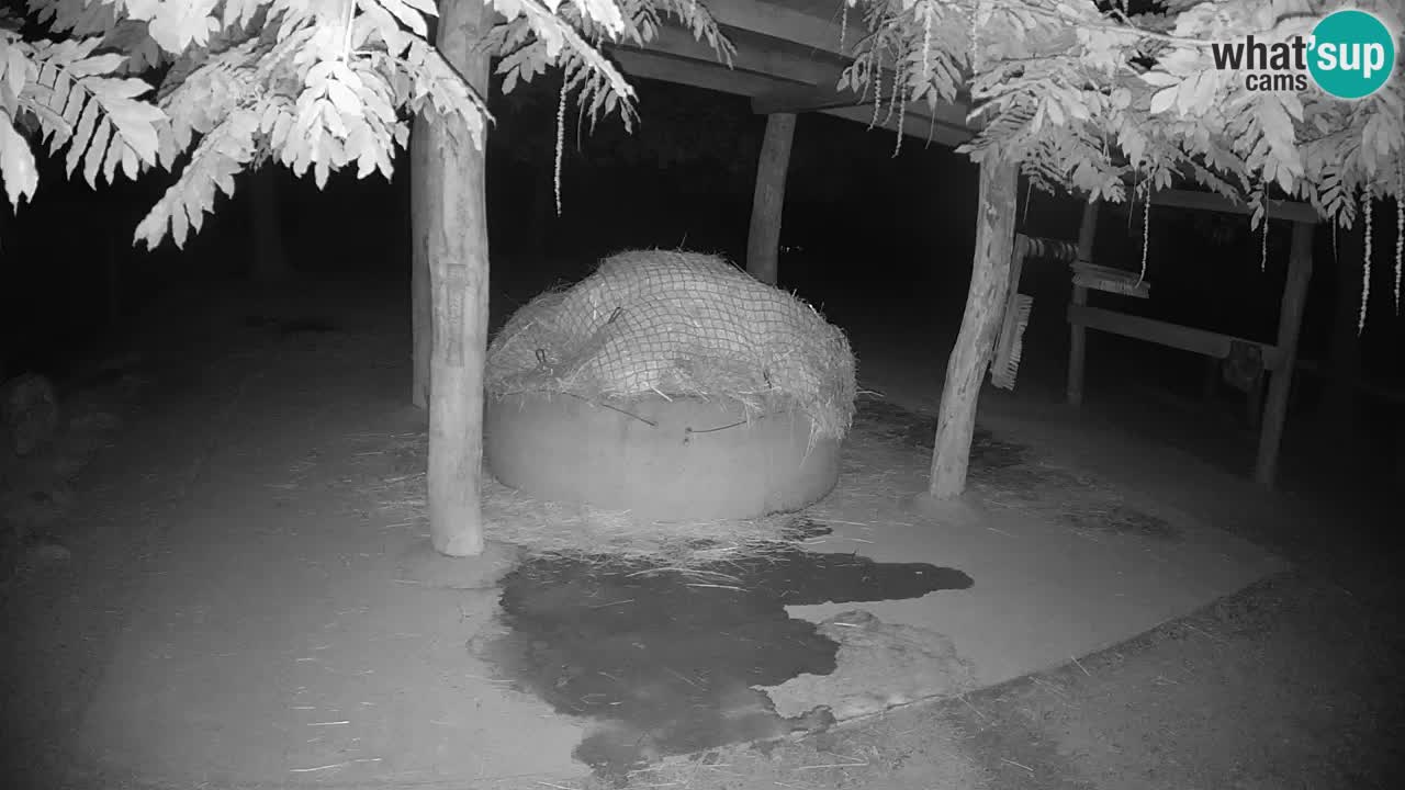 Web kamera uživo Zebras u ZOO Ljubljana – Slovenija