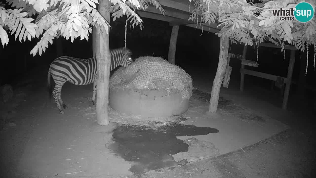 Live webcam Zebras in Ljubljana ZOO – Slovenia