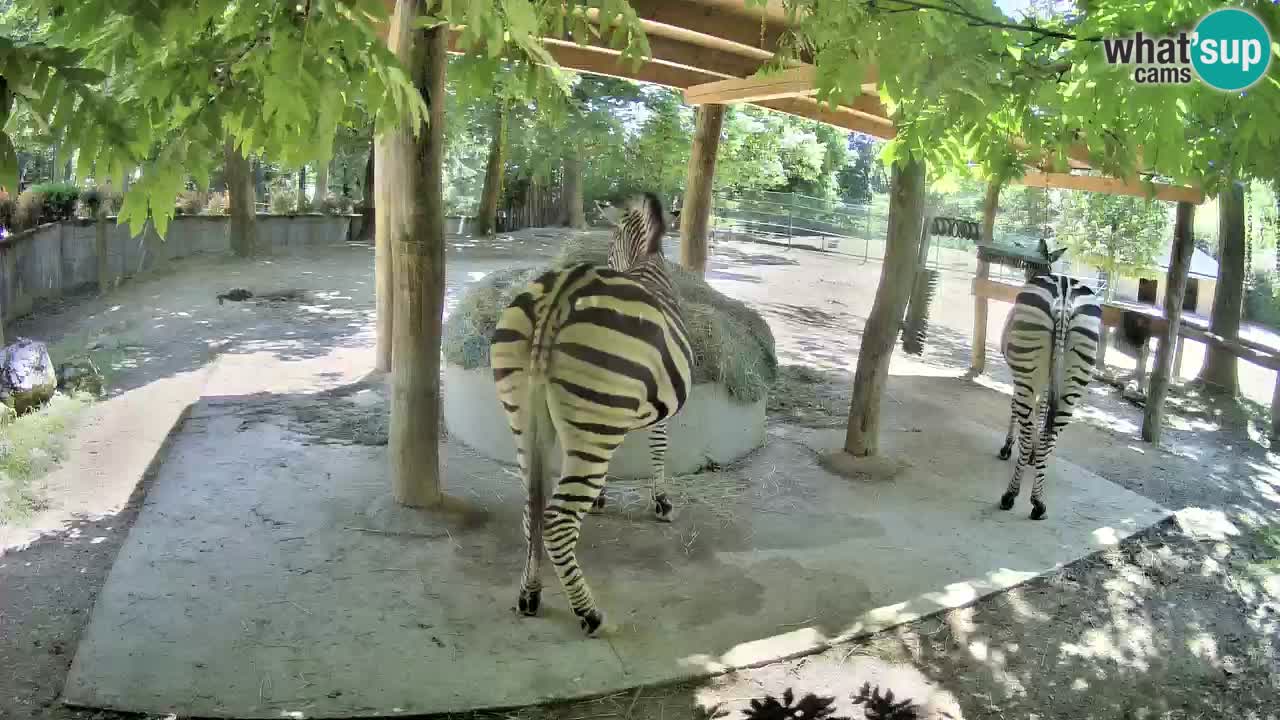 Live webcam Zebras in Ljubljana ZOO – Slovenia