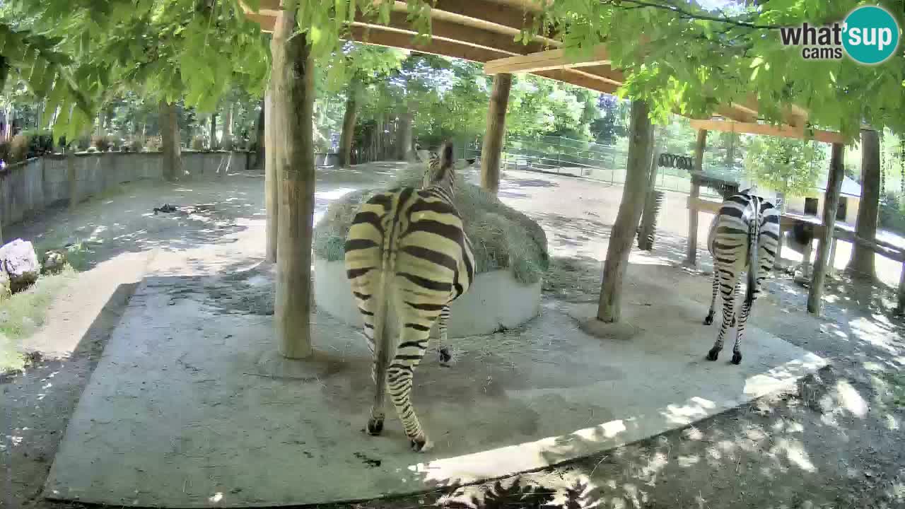 Live webcam Zebras in Ljubljana ZOO – Slovenia