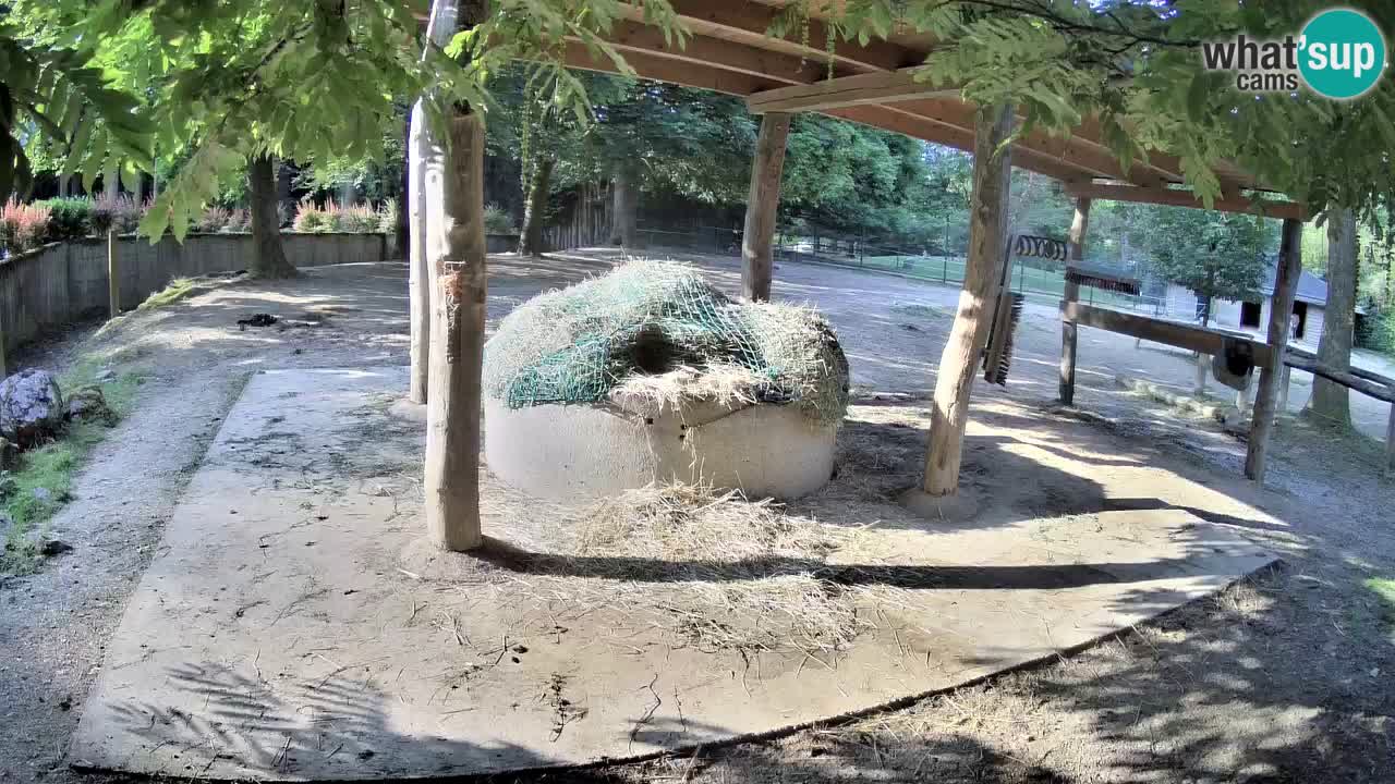 Live Webcam Zebras in Ljubljana ZOO – Slowenien