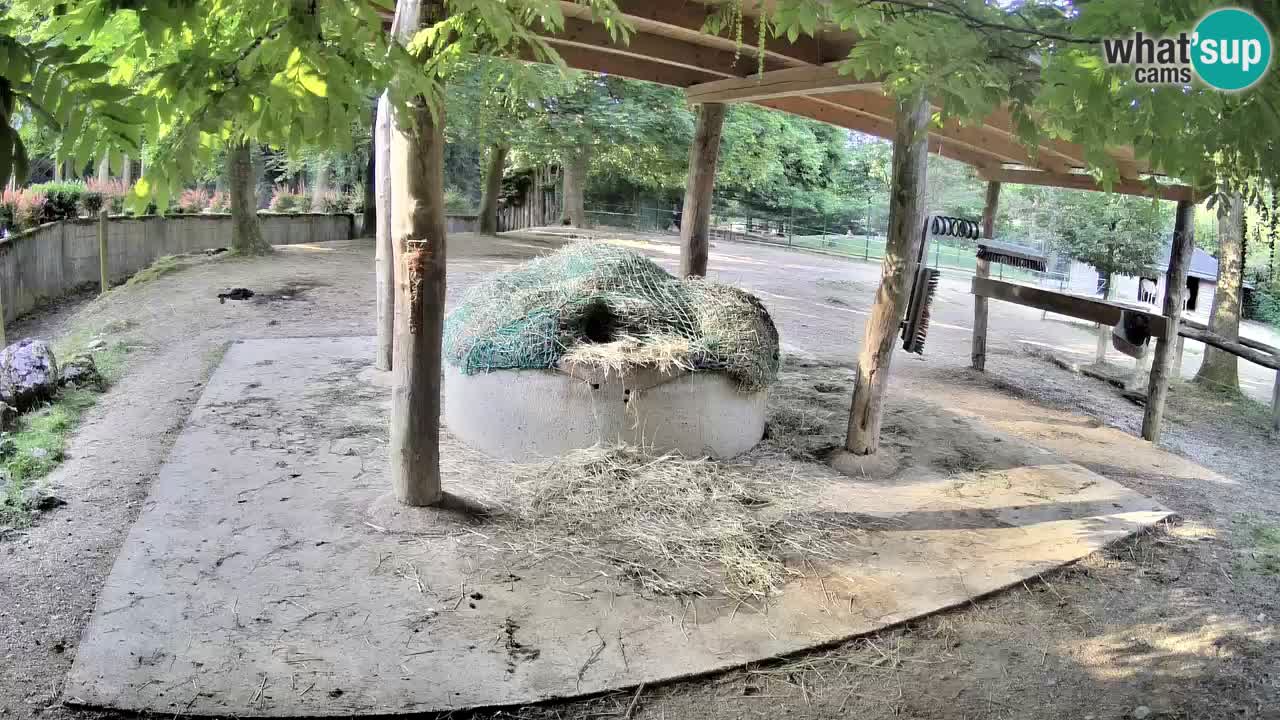 Web kamera uživo Zebras u ZOO Ljubljana – Slovenija
