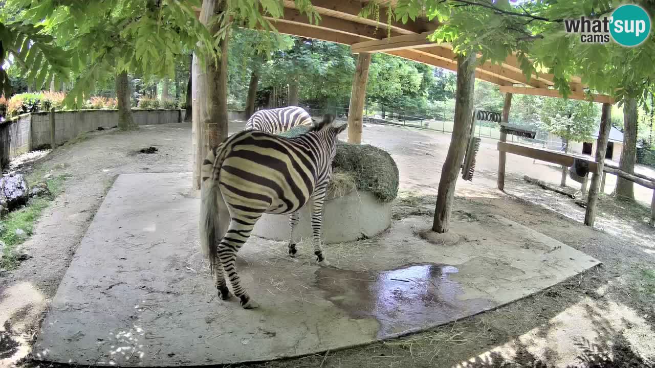 Camera en vivo Cebras in Ljubljana ZOO – Eslovenia
