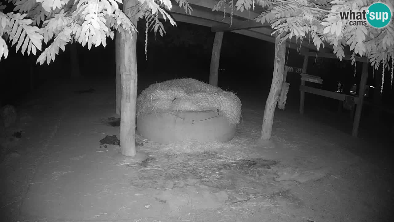 Camera en vivo Cebras in Ljubljana ZOO – Eslovenia