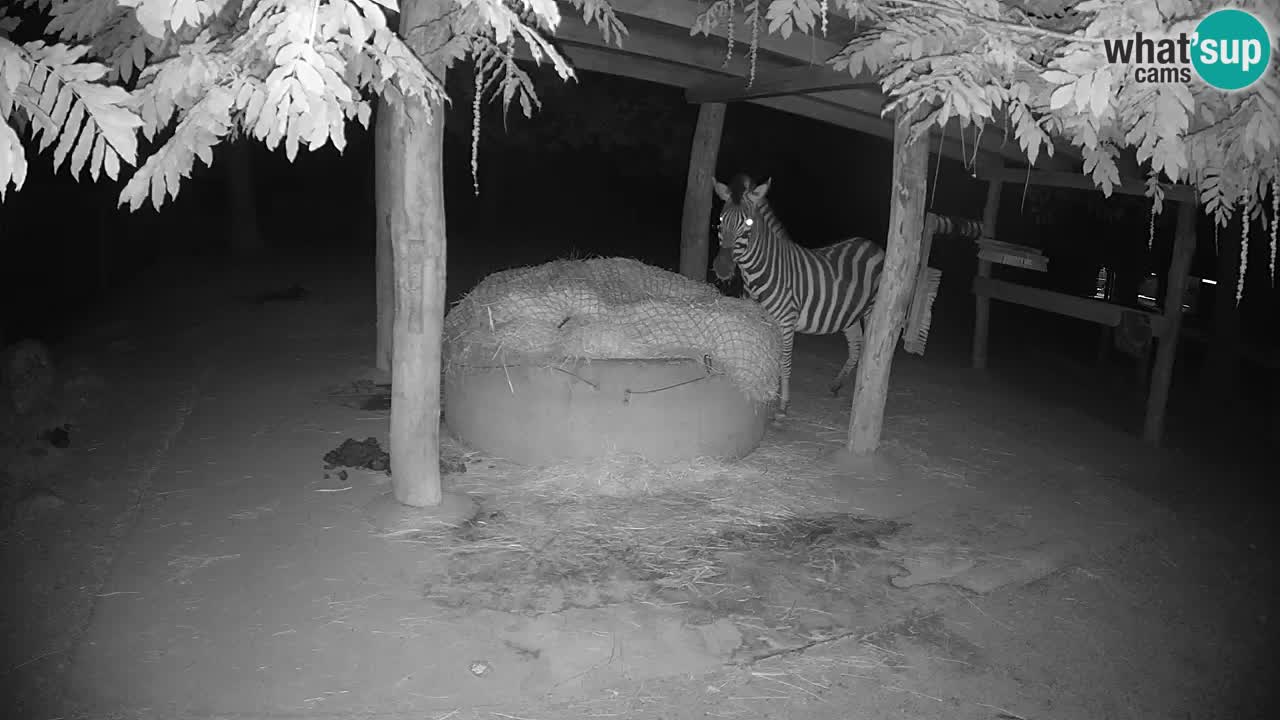 Live Webcam Zebras in Ljubljana ZOO – Slowenien