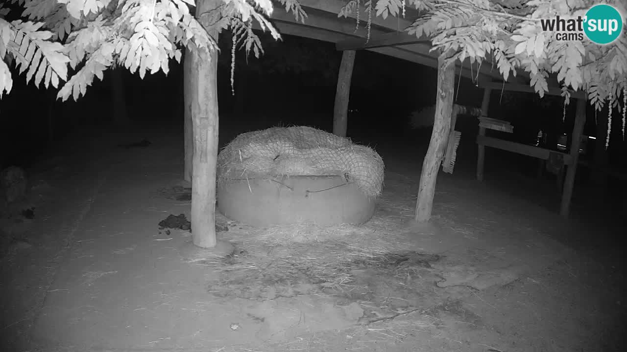 Zebre v živo v živalskem vrtu Ljubljana ZOO spletne kamere