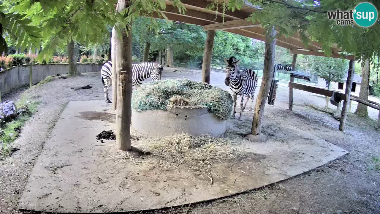 Live webcam Zebras in Ljubljana ZOO – Slovenia