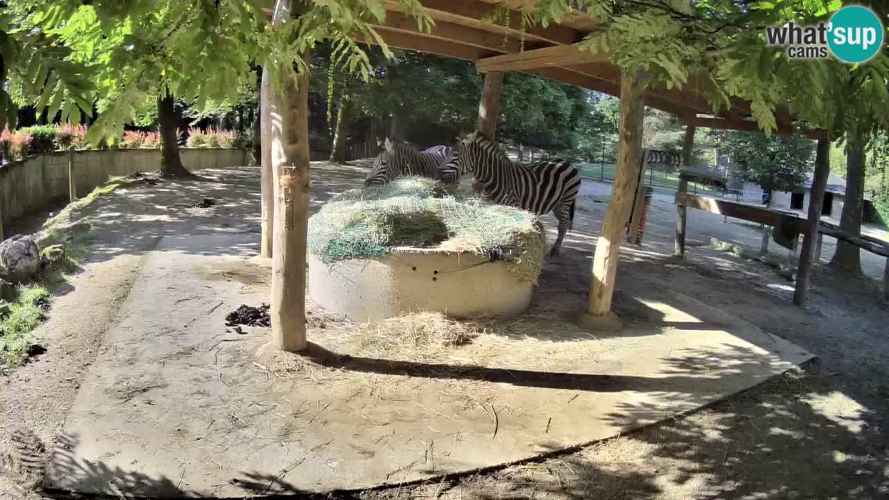Live Webcam Zebras in Ljubljana ZOO – Slowenien