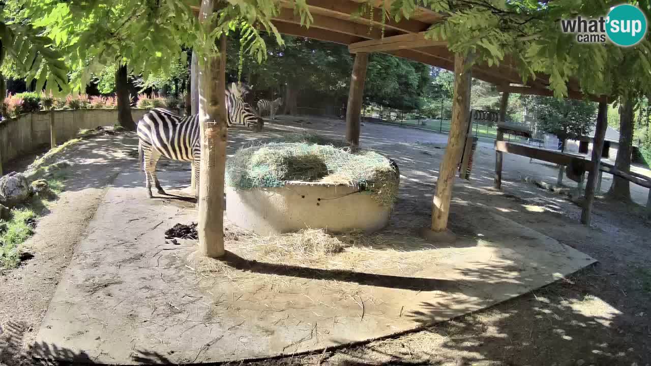 Live webcam Les zèbres in Ljubljana ZOO – Slovénie