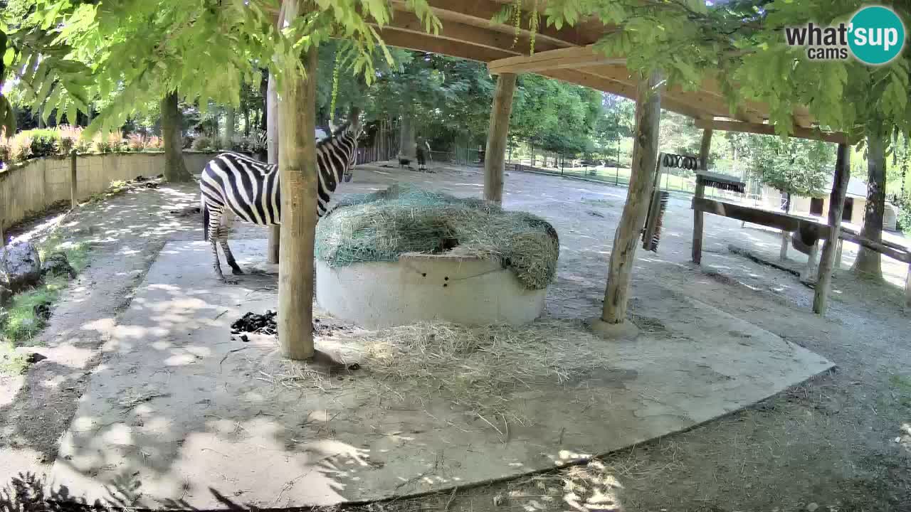 Web kamera uživo Zebras u ZOO Ljubljana – Slovenija